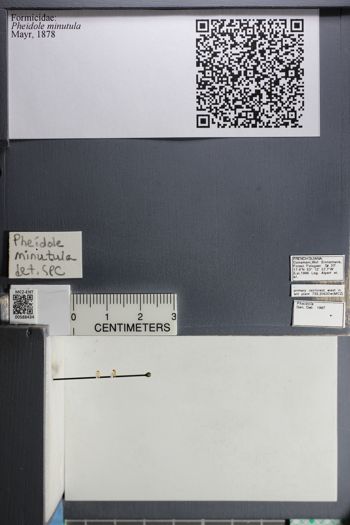 Media type: image;   Entomology 588434